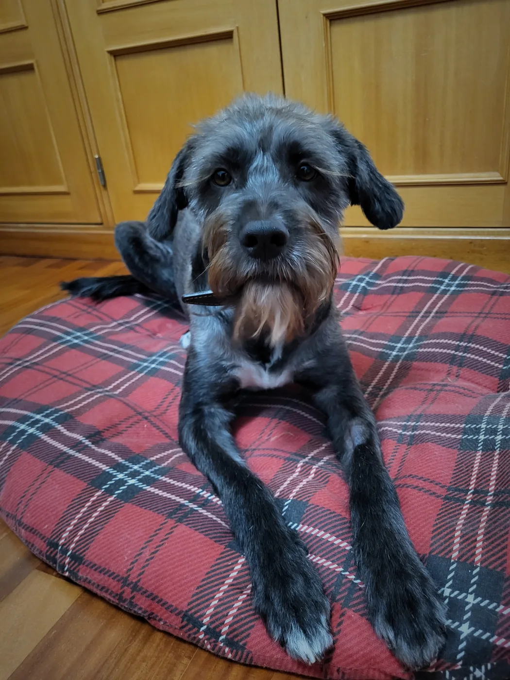 Sebastião João, mascotte van Spi Travel