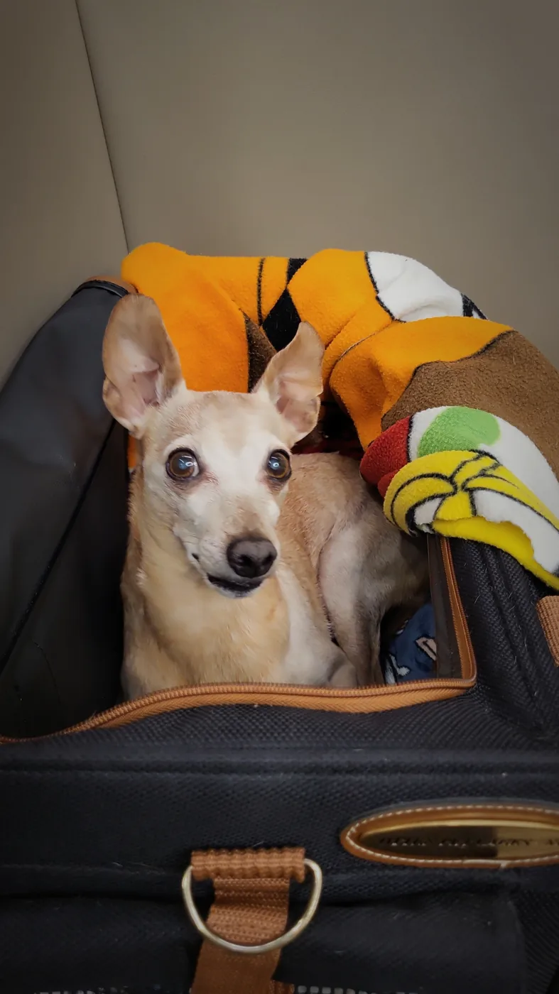 Spidey, de mascotte en naamgever van Spi Travel