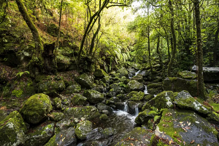 Levada-wandeling door het groene binnenland van Madeira