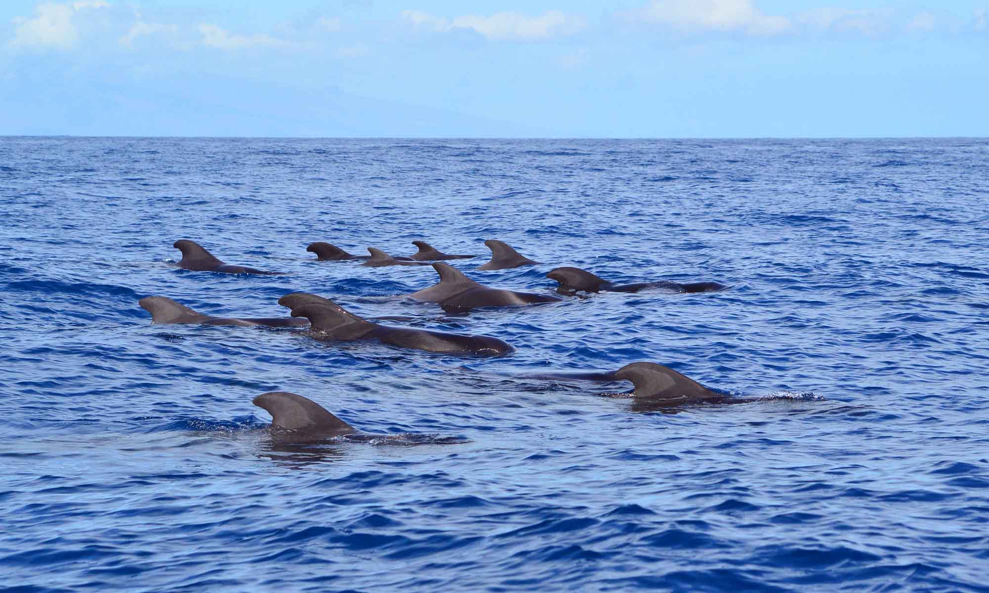 Grienden tijdens een boottocht bij Madeira in september