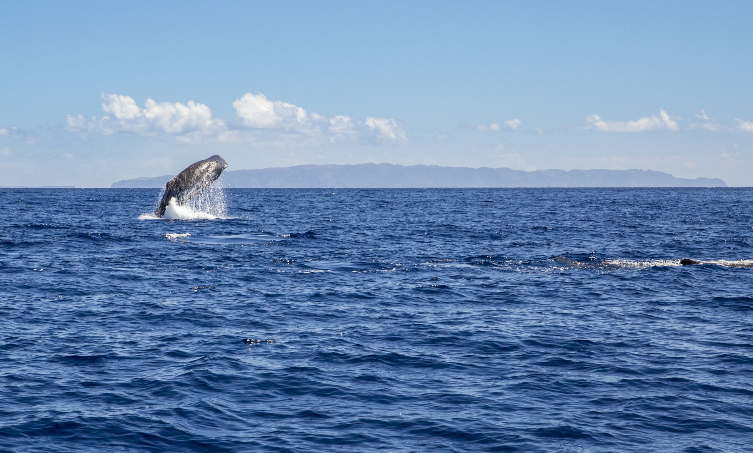 Walvis spotten tijdens een reis naar Madeira in september