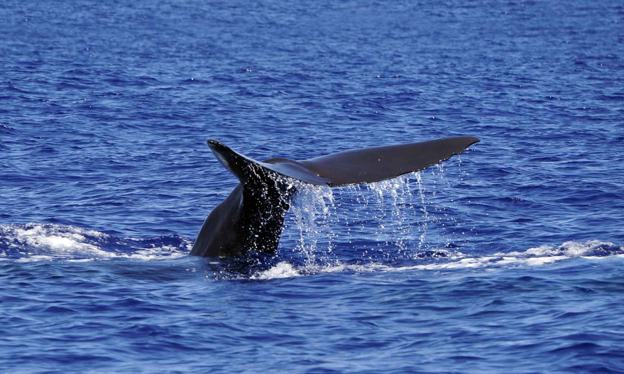Potvis in de oceaan rond Madeira in september