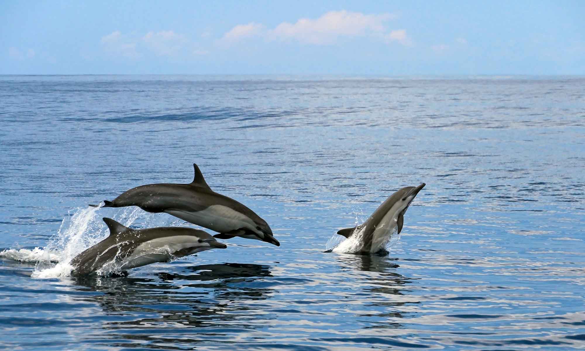Gewone dolfijnen in de oceaan bij Madeira in oktober