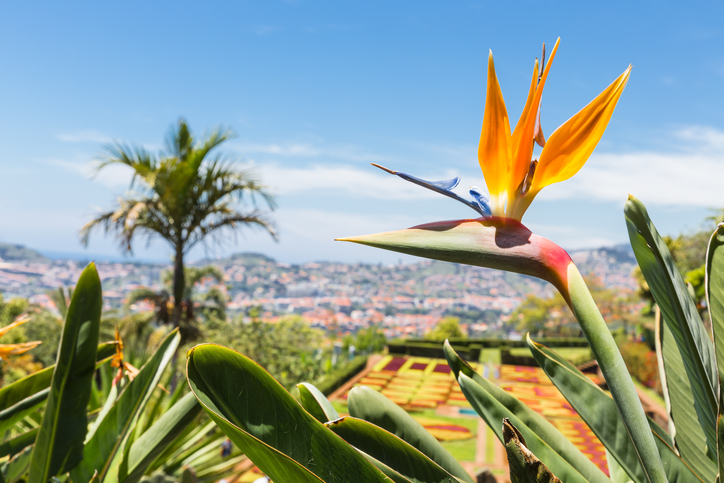Kleurrijke bloemen tijdens de lente op Madeira