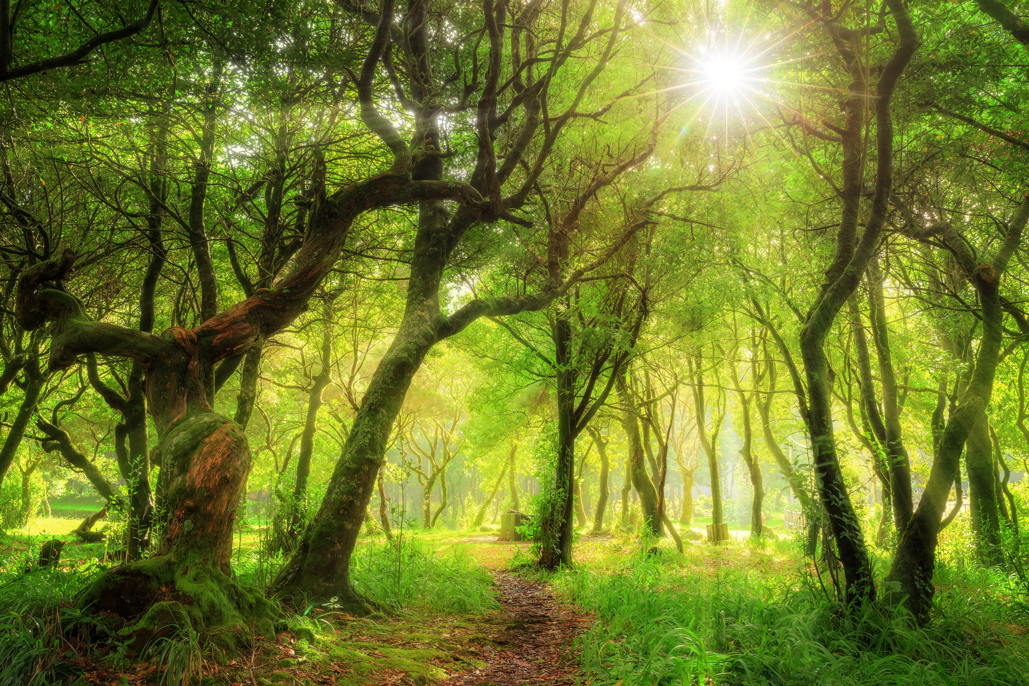 Zonlicht door het laurierbos en groene natuur op Madeira