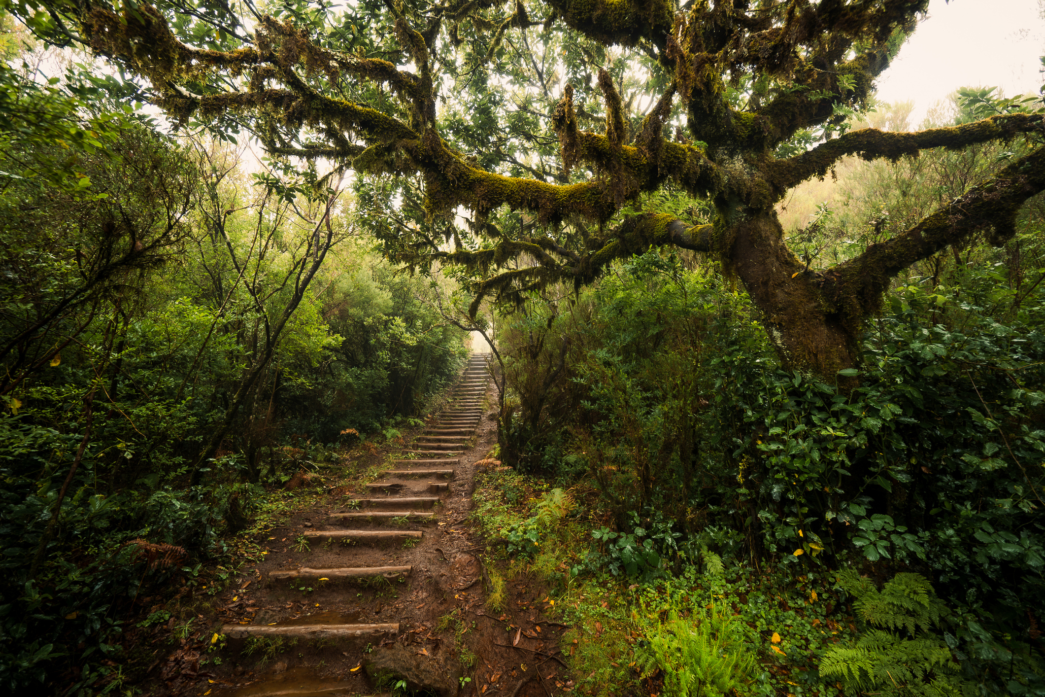Oude laurierboom langs een wandelpad in het Fanal bos op Madeira