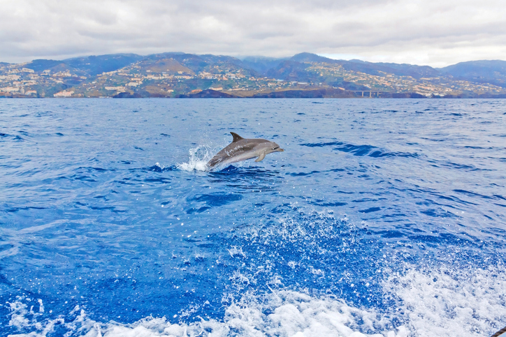 dolfijn en walvissen spotten Madeira Spi Travel