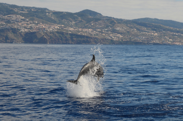 Springende dolfijn in de Atlantische Oceaan bij Madeira