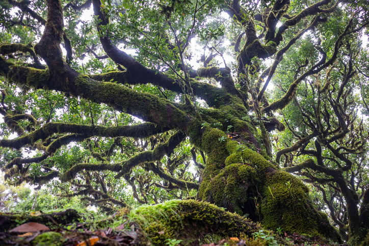 Oude laurierboom in het mistige Fanal op Madeira