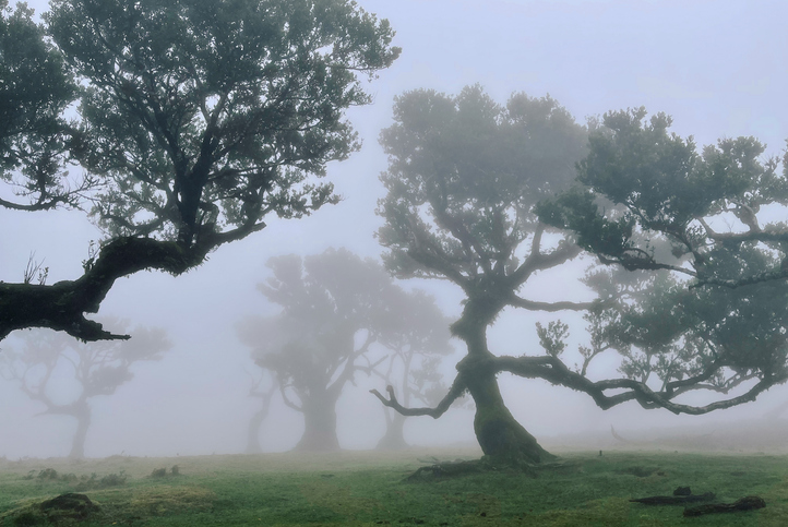 Mist tussen de laurierbomen van Fanal
