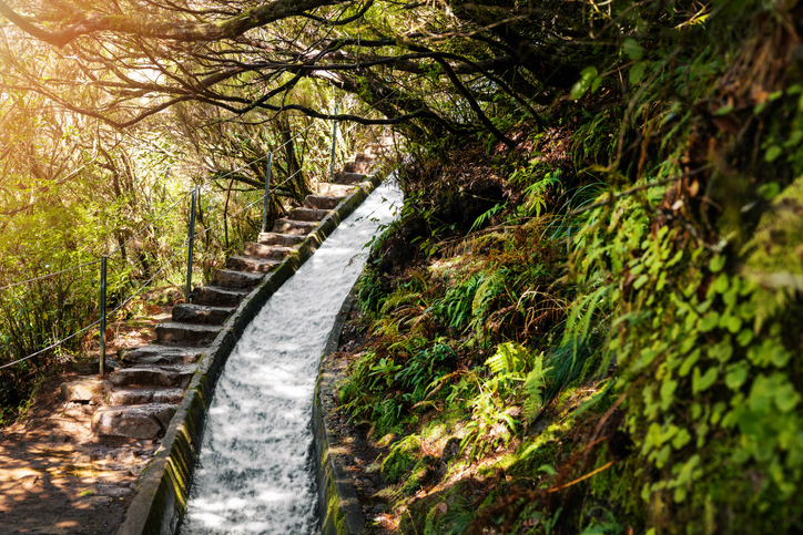 Groen wandelpad langs een levada op Madeira