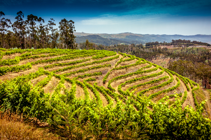 Terraswijngaarden op de groene hellingen van Madeira