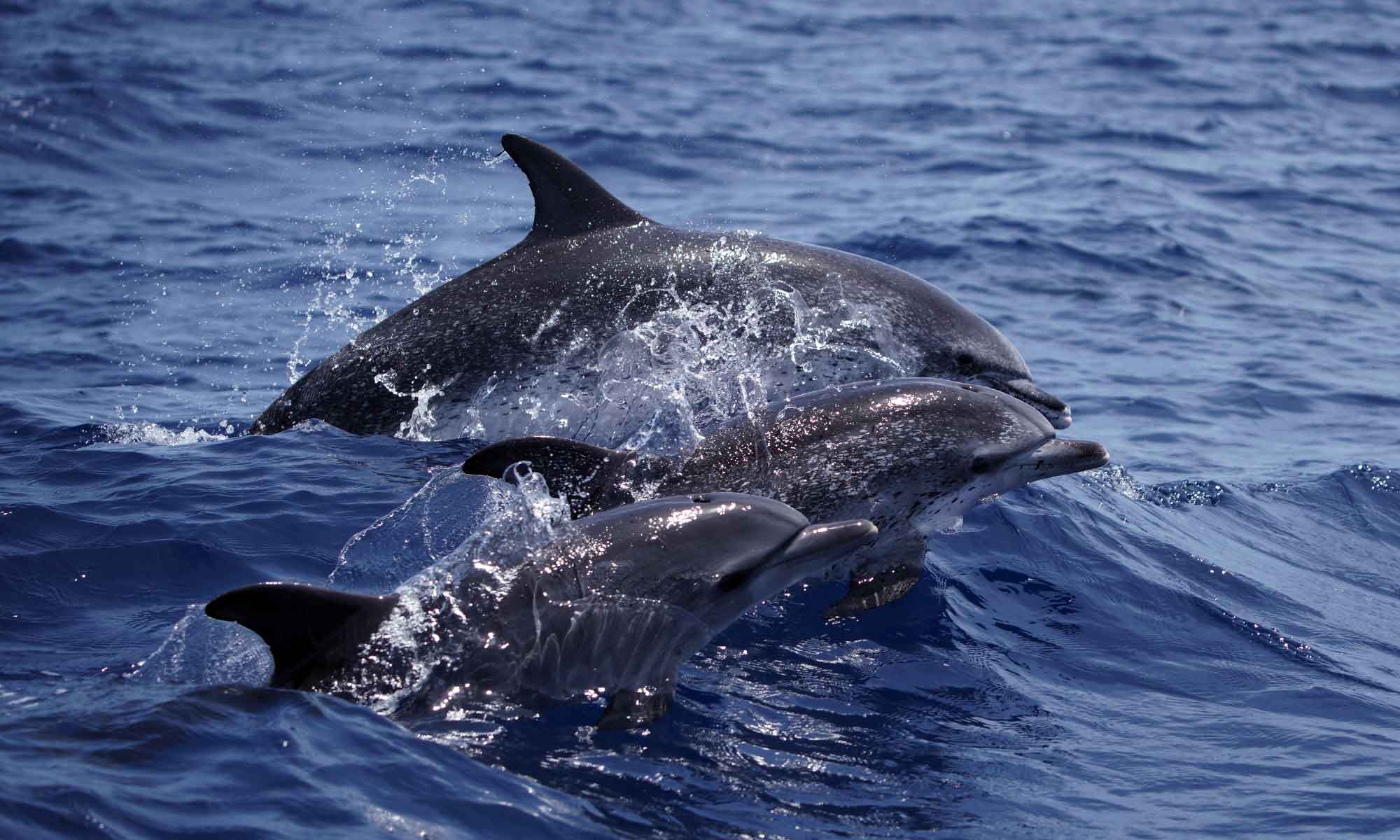 Atlantische vlekdolfijn in zee bij Madeira