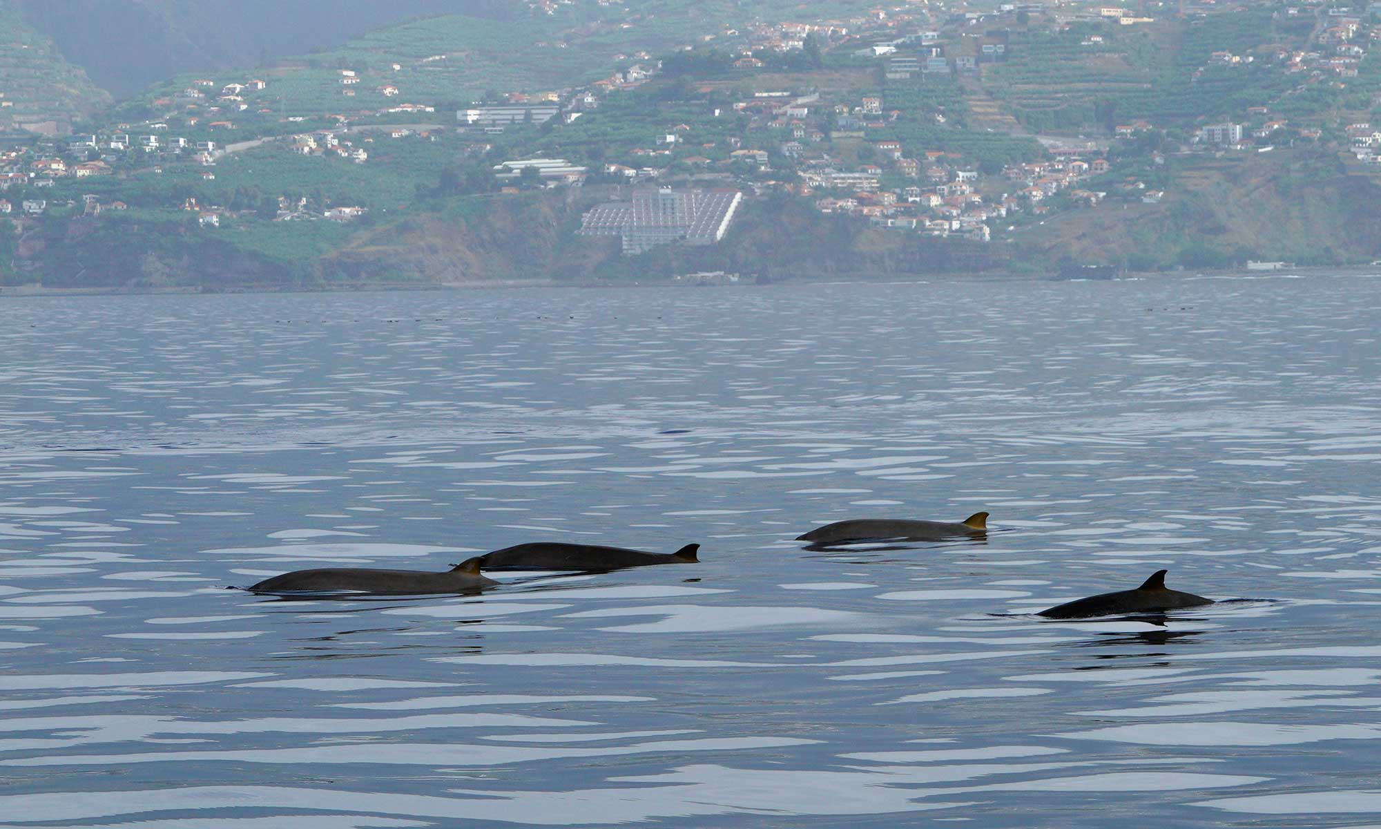 Dolfijnen tijdens een boottocht op de Atlantische Oceaan bij Madeira