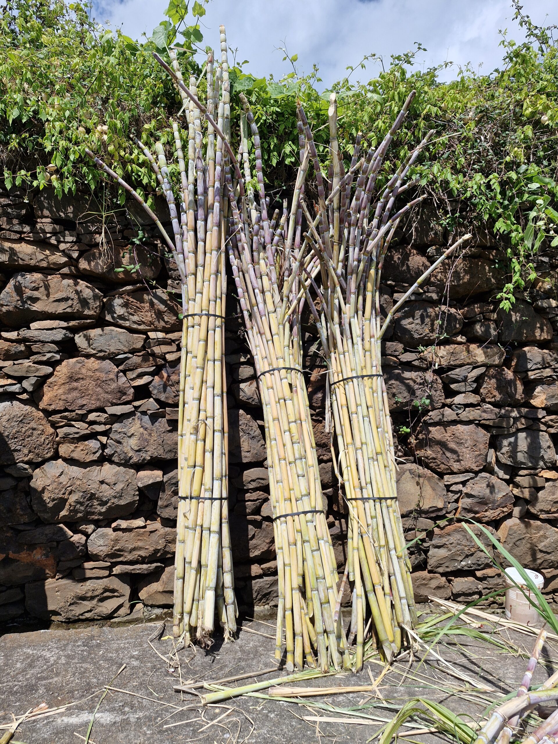 Rijpe suikerrietstengels op een terras op Madeira