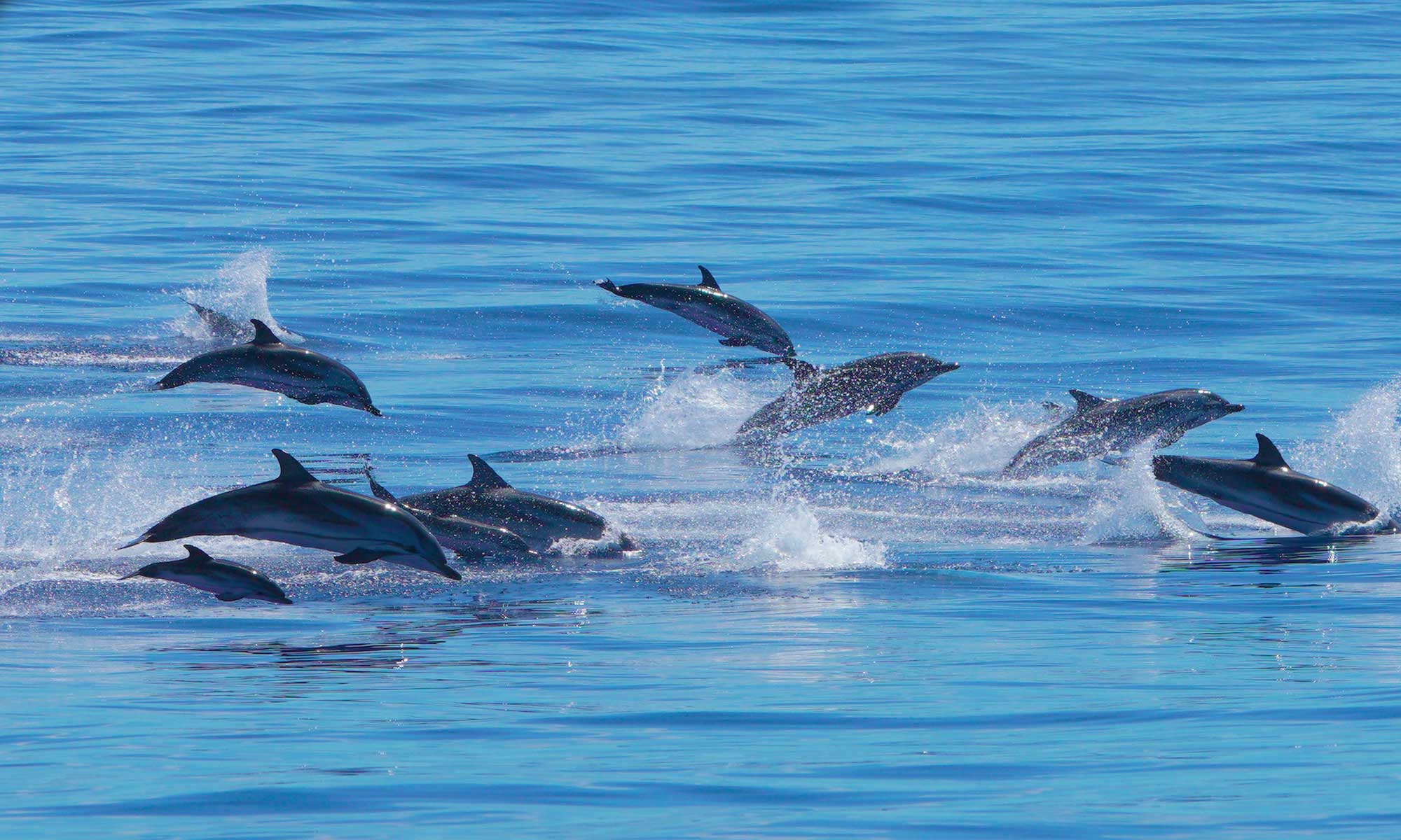 Dolfijnen in de Atlantische Oceaan tijdens een boottocht op Madeira in juni